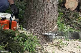 Best Tree Cabling and Bracing  in Quincy, WA