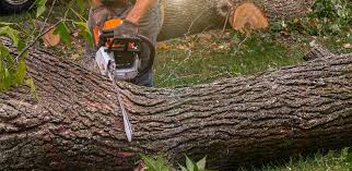 Best Leaf Removal  in Quincy, WA