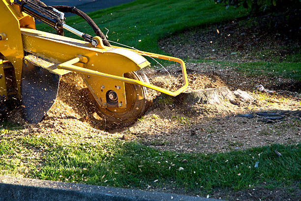 Best Tree Maintenance Programs  in Quincy, WA