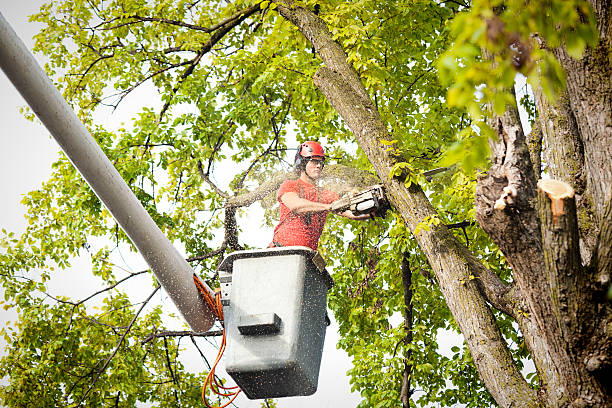 Best Tree Trimming and Pruning  in Quincy, WA